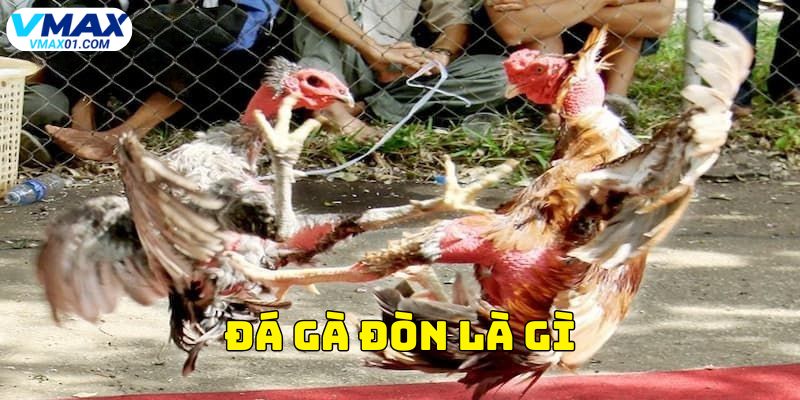 đá gà đòn là gì