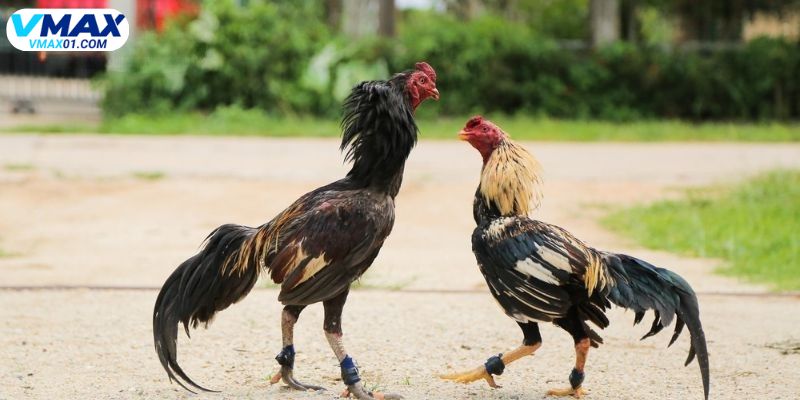 Điểm nổi bật của đá gà trực tiếp SV388