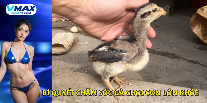 Bí quyết chăm sóc gà chọi con