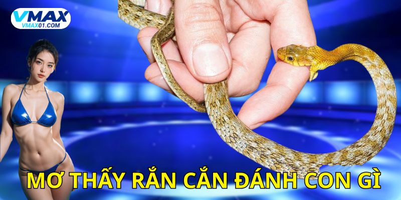 mơ bị rắn cắn đánh con gì