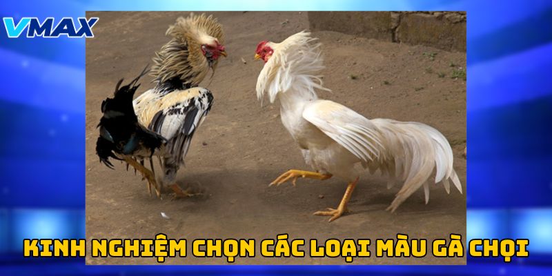 Kinh nghiệm chọn các loại màu gà chọi